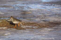 Image of Common Redshank