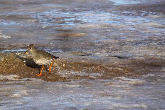 Image of Common Redshank