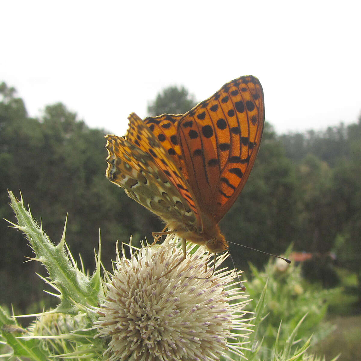 Image of Argynnis castetsi