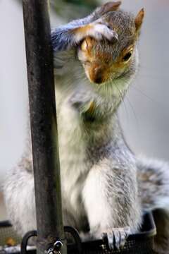 Image of Sciurus subgen. Sciurus Linnaeus 1758