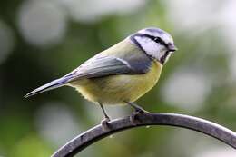 Image of Tit