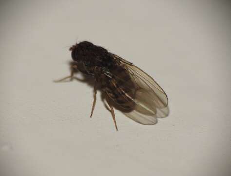 Image of Pomace fly