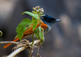 Image of Asian Paradise-Flycatcher