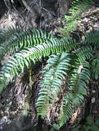 Image of narrowleaf swordfern