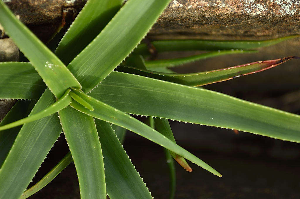 Image of Aloiampelos striatula var. striatula