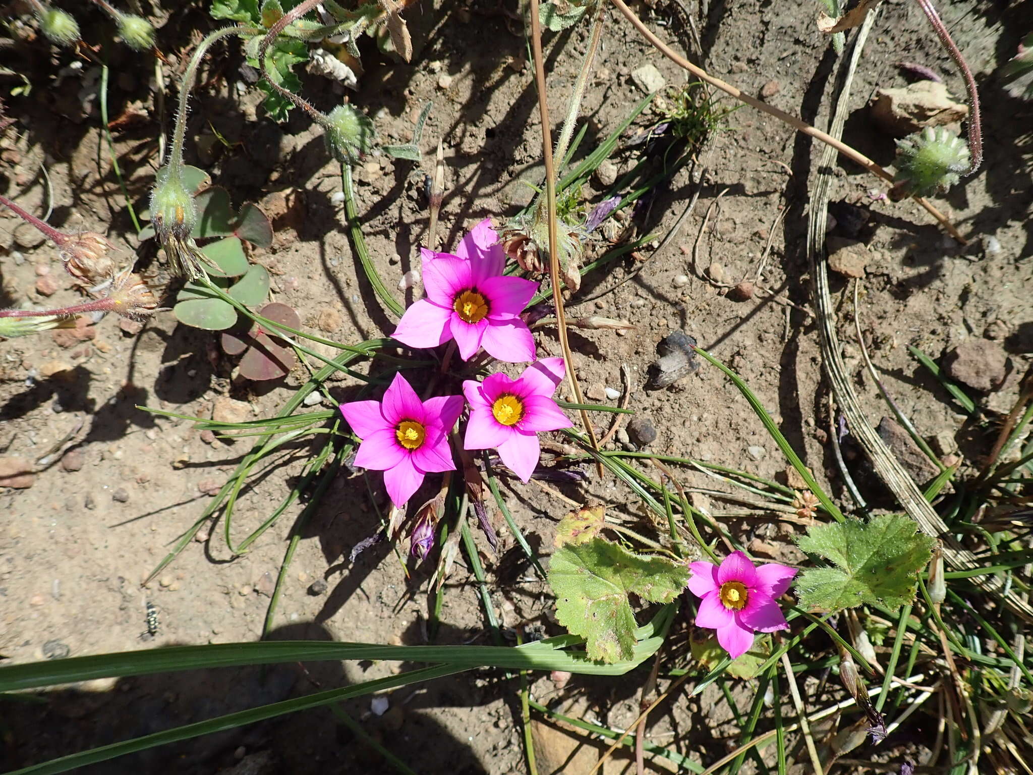 Image of rosy sandcrocus