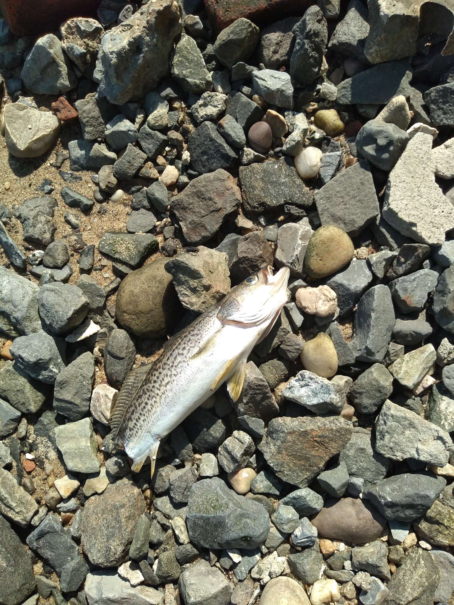 Image of Gray weakfish