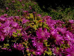 Imagem de Drosanthemum tuberculiferum L. Bol.