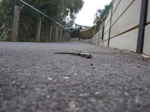 Image of Eastern Water Skink