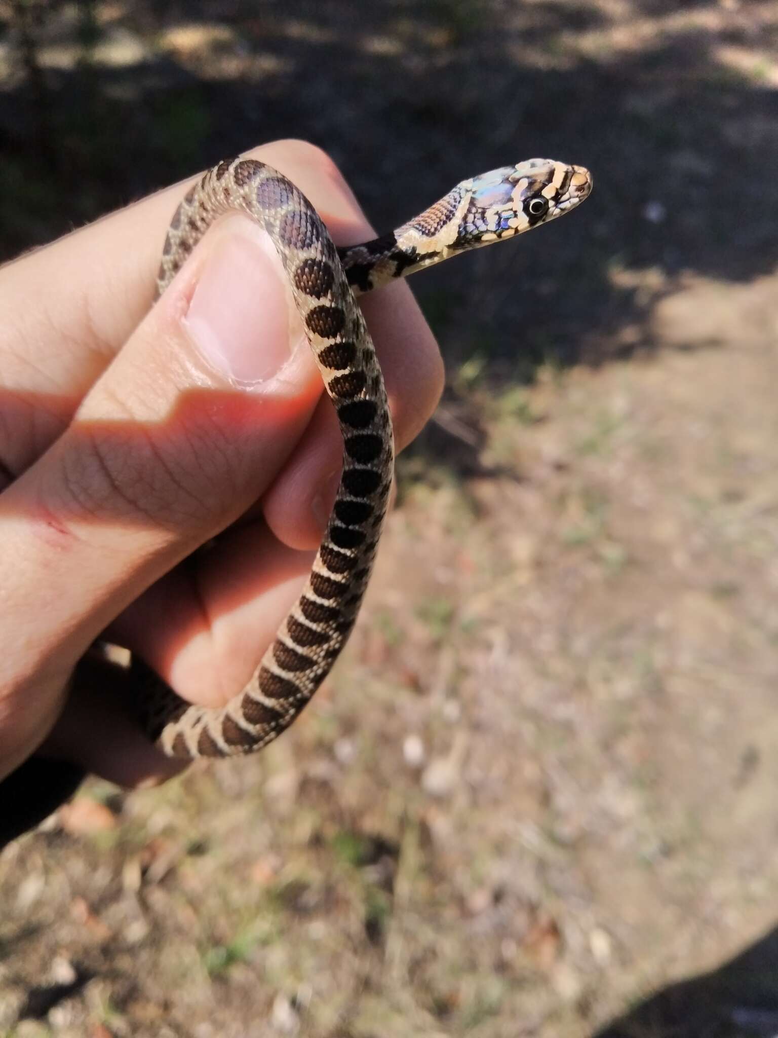 Image of Horseshoe Whip Snake