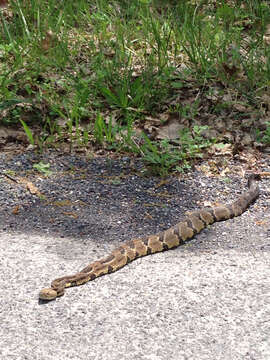 Image of Timber Rattlesnake