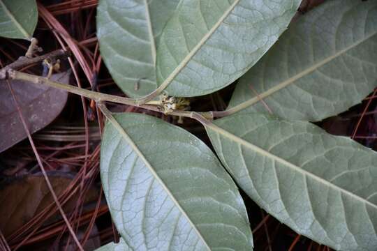 Ilex brandegeeana Loes. resmi