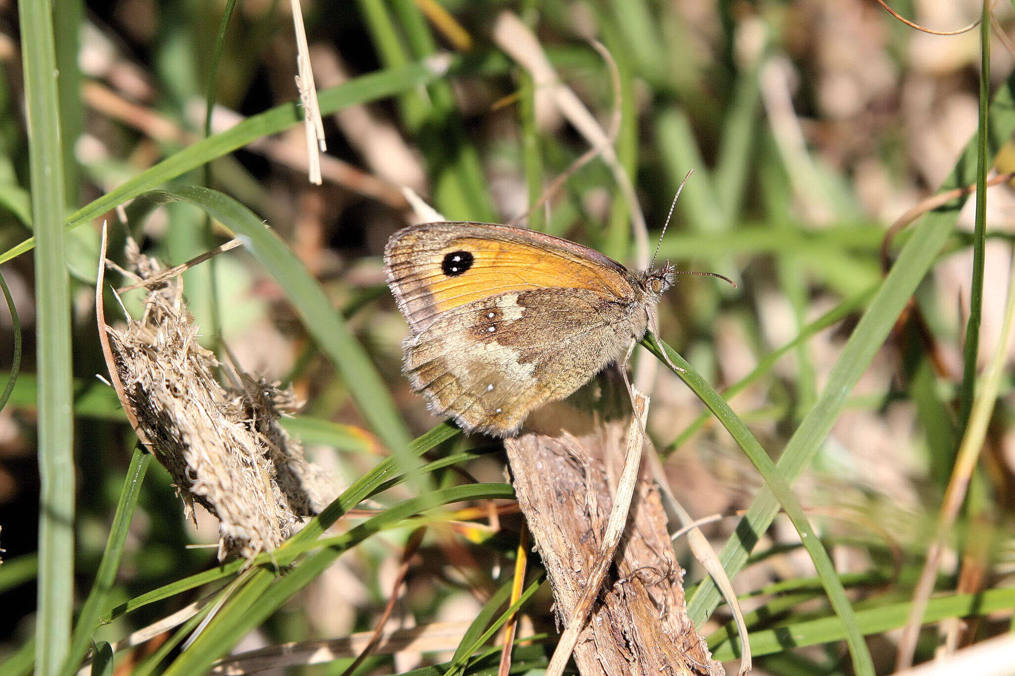 Image of hedge brown