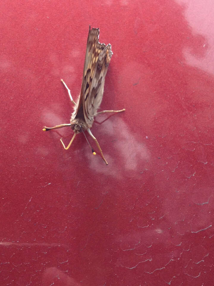 Image of Hackberry Emperor