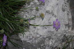 Image of Lomelosia graminifolia (L.) W. Greuter & Burdet