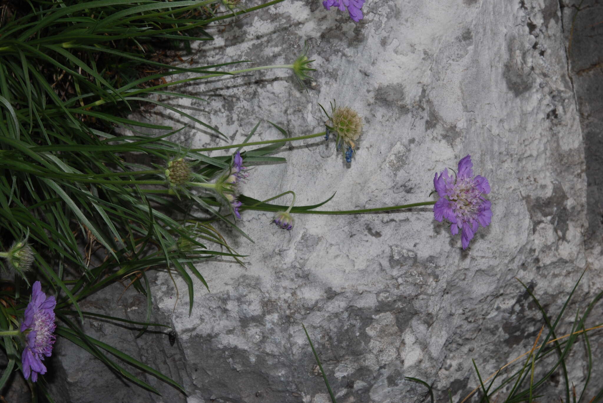 Image de Lomelosia graminifolia (L.) W. Greuter & Burdet