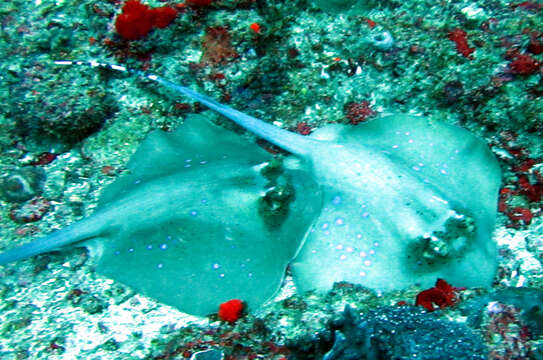 Image of Bluespotted maskray