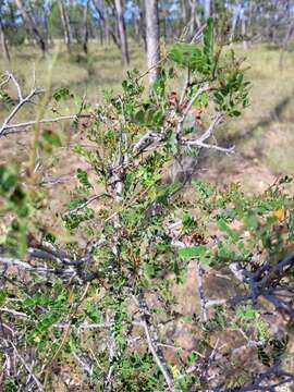 Imagem de Archidendropsis basaltica (F. Muell.) I. C. Nielsen