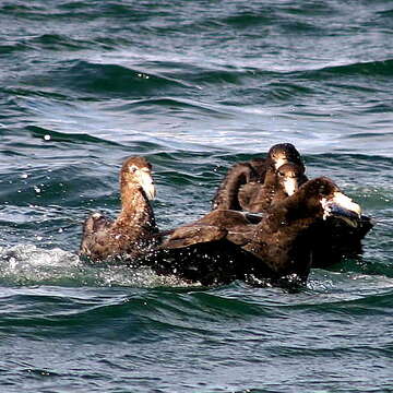 Image of Antarctic Giant-Petrel