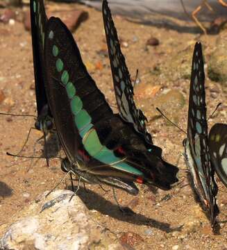 Image of <i>Graphium <i>sarpedon</i></i> sarpedon