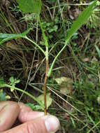 Image of Ribes procumbens Pall.