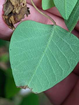 Image of Homalanthus stillingifolius F. Muell.