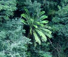 Image of Natal Cycad