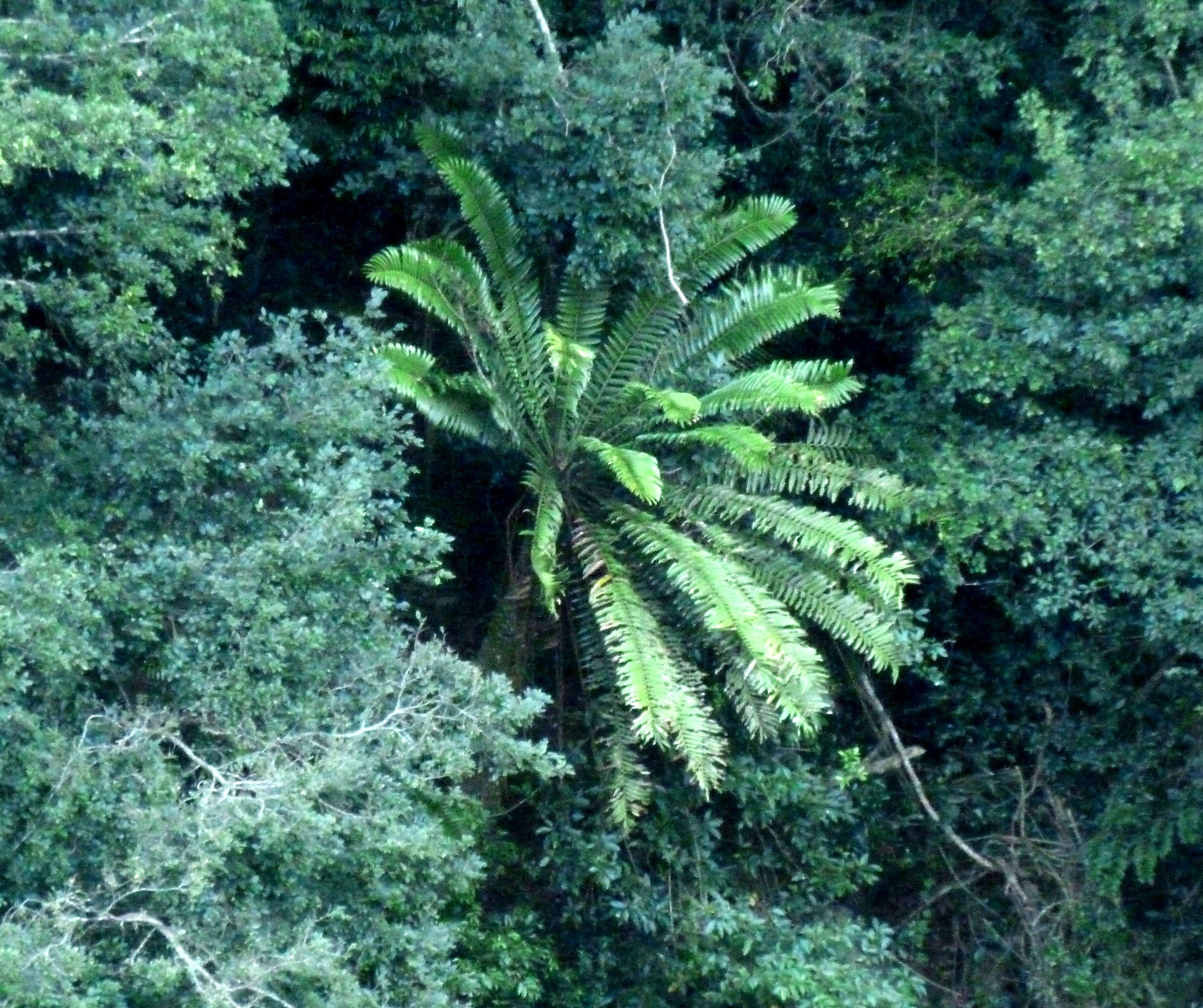 Imagem de Encephalartos natalensis R. A. Dyer & I. Verd.