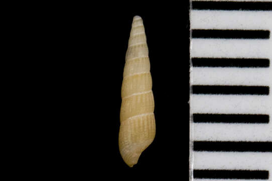 Image de Turbonilla tenuicula (Gould 1853)