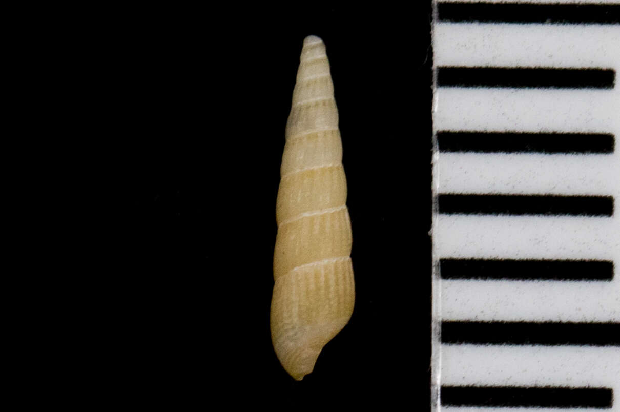 Image of Turbonilla tenuicula (Gould 1853)