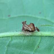 Image of Entylia carinata Forster