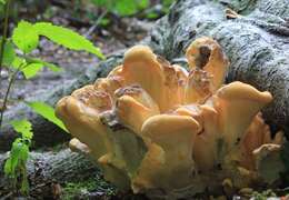 Image of Bracket Fungus