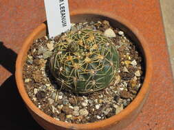 Image of Gymnocalycium