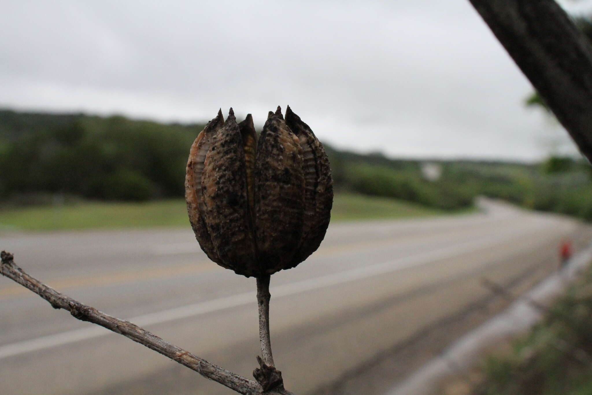 Image of Engelmann's false yucca