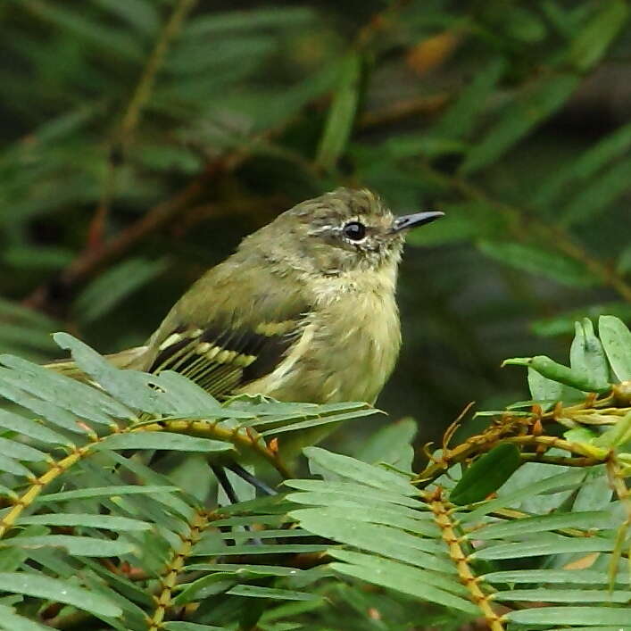 Phylloscartes ventralis (Temminck 1824)的圖片