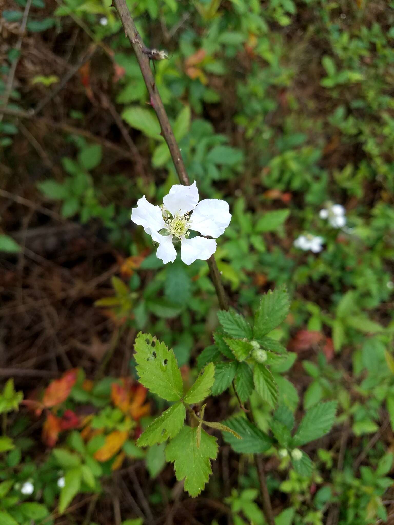 Слика од Rubus pensilvanicus Poir.