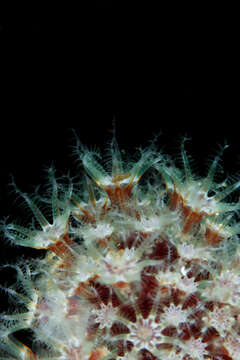 Imagem de Alcyonium bocagei (Saville Kent 1870)