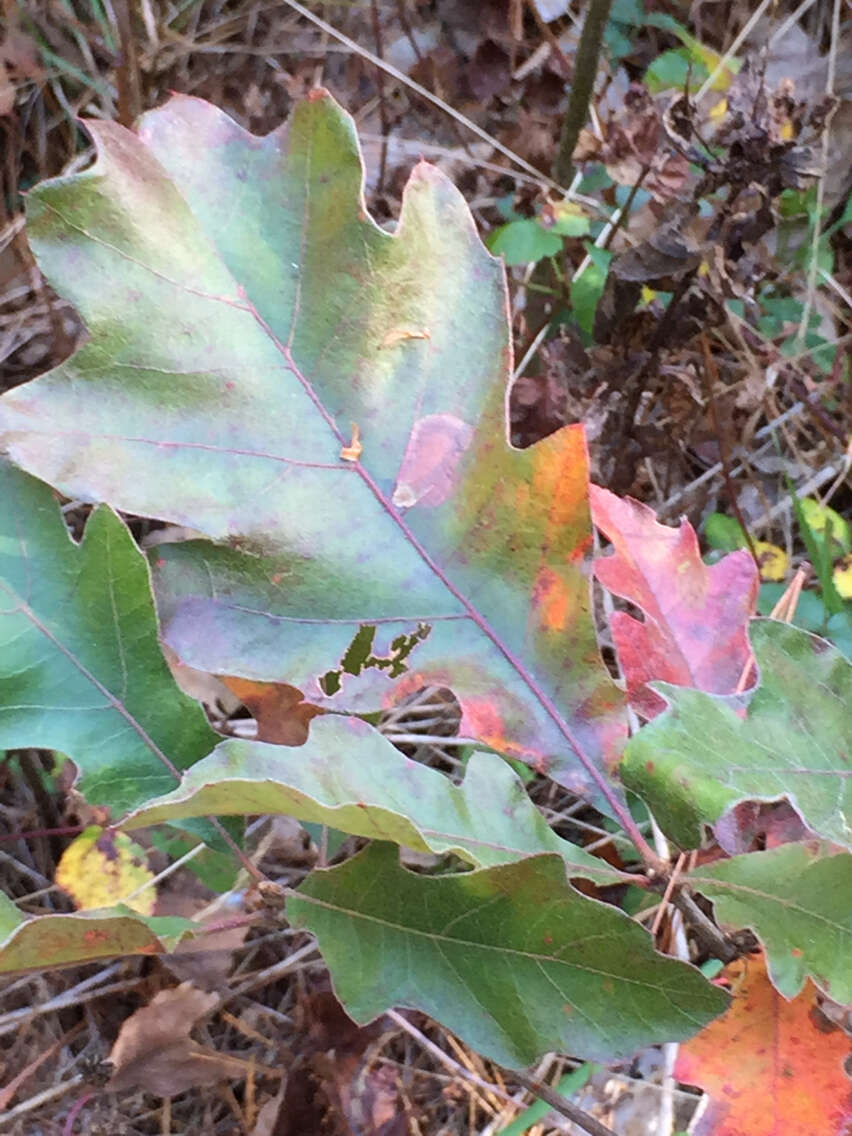 Quercus velutina Lam. resmi