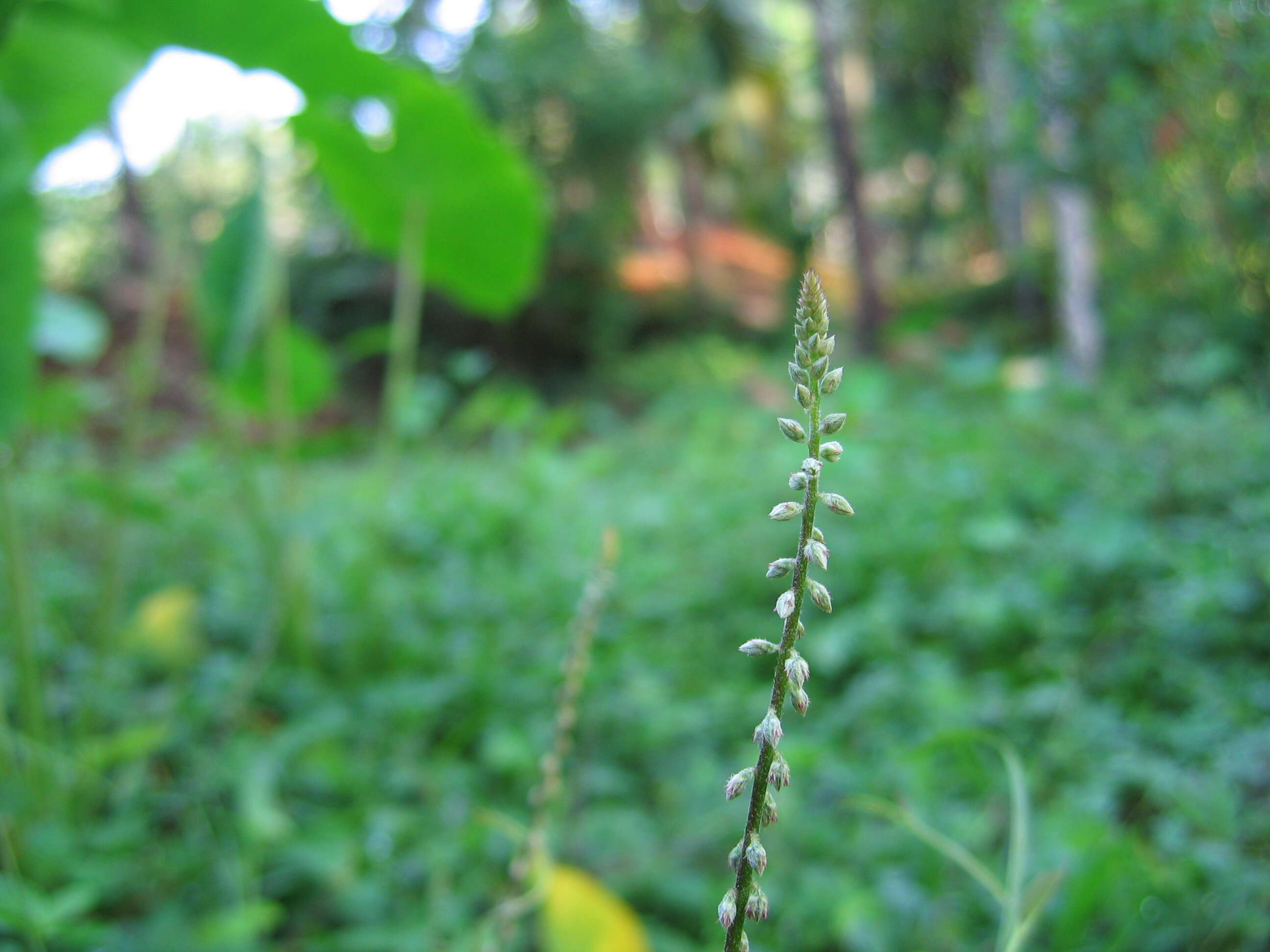 Image of Chaff-flower