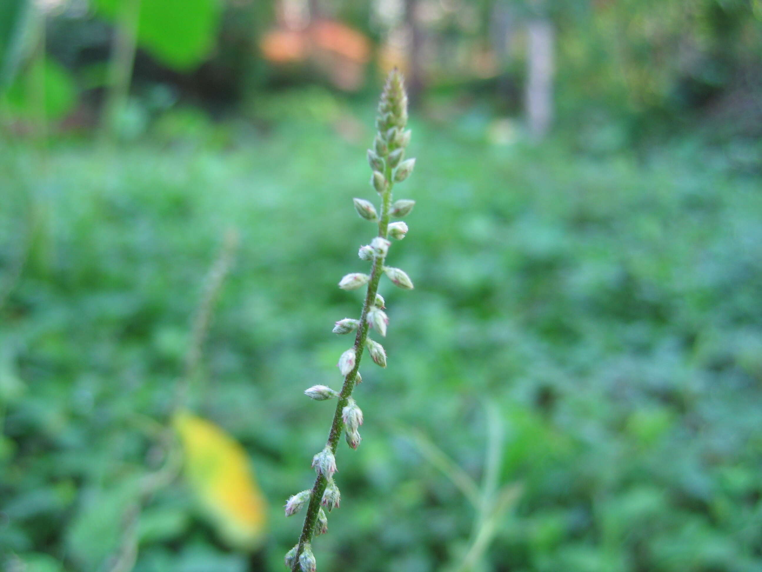 Image of Chaff-flower