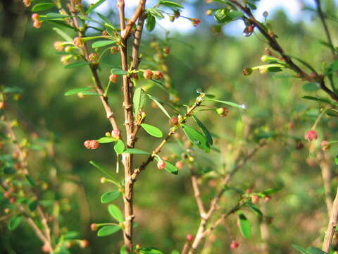 Image de Phyllanthus myrtifolius (Wight) Müll. Arg.