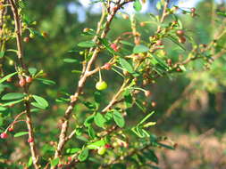 Image of Phyllanthus myrtifolius (Wight) Müll. Arg.