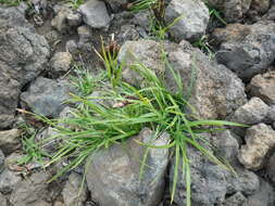 Image of Carex krascheninnikovii Kom. ex V. I. Krecz.