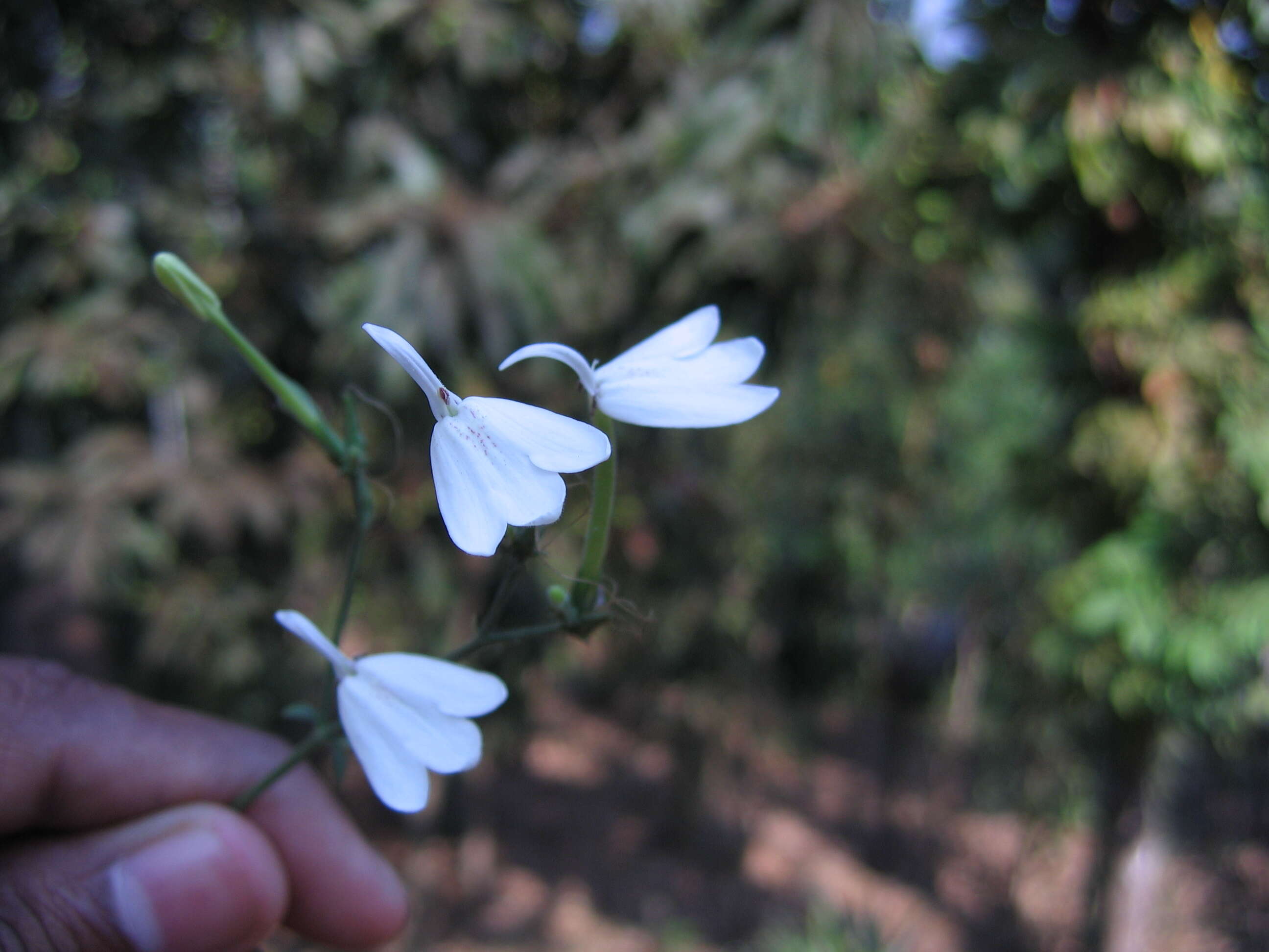 Rhinacanthus nasutus (L.) Kuntze resmi