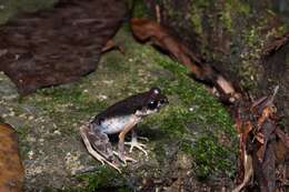 Image of Gracile Litter Frog