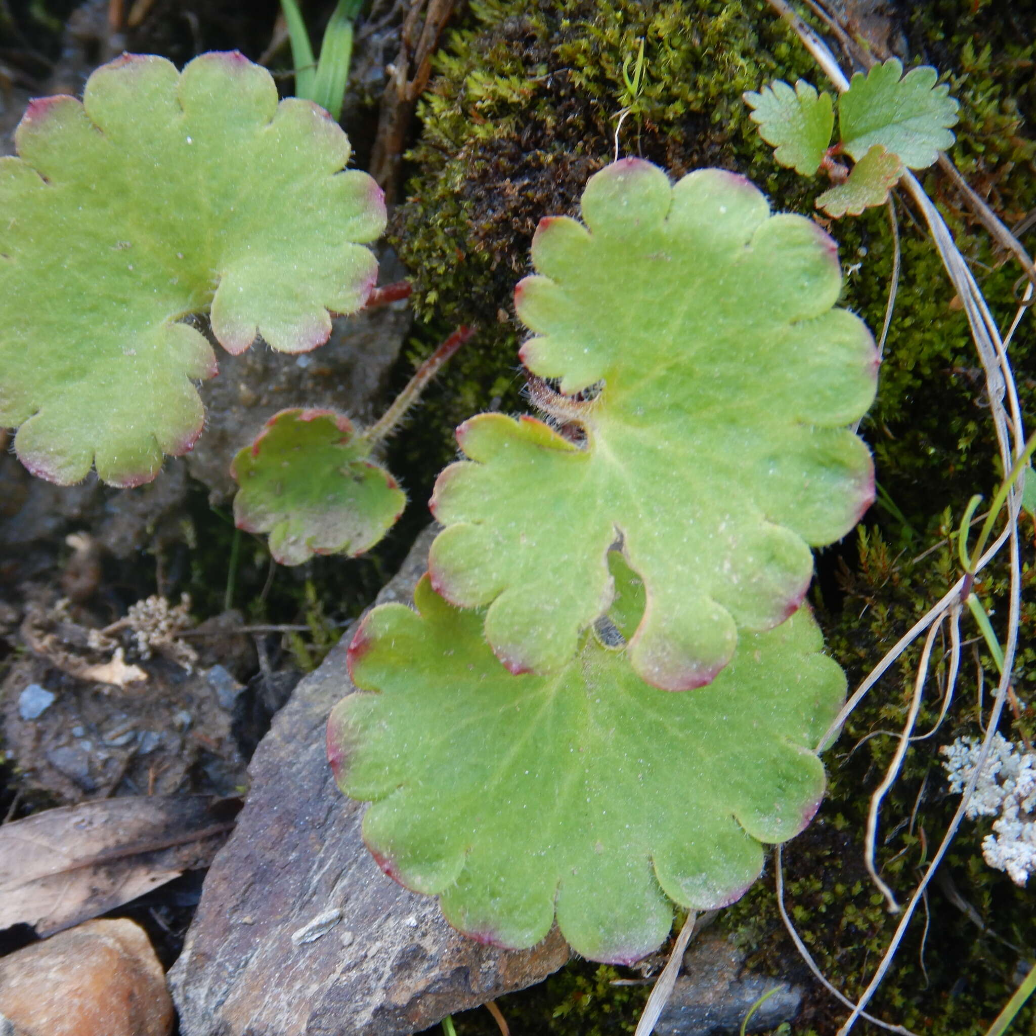 Image of heartleaf saxifrage