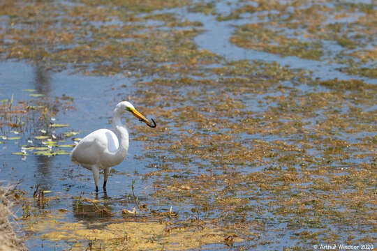 Image of Common Siren