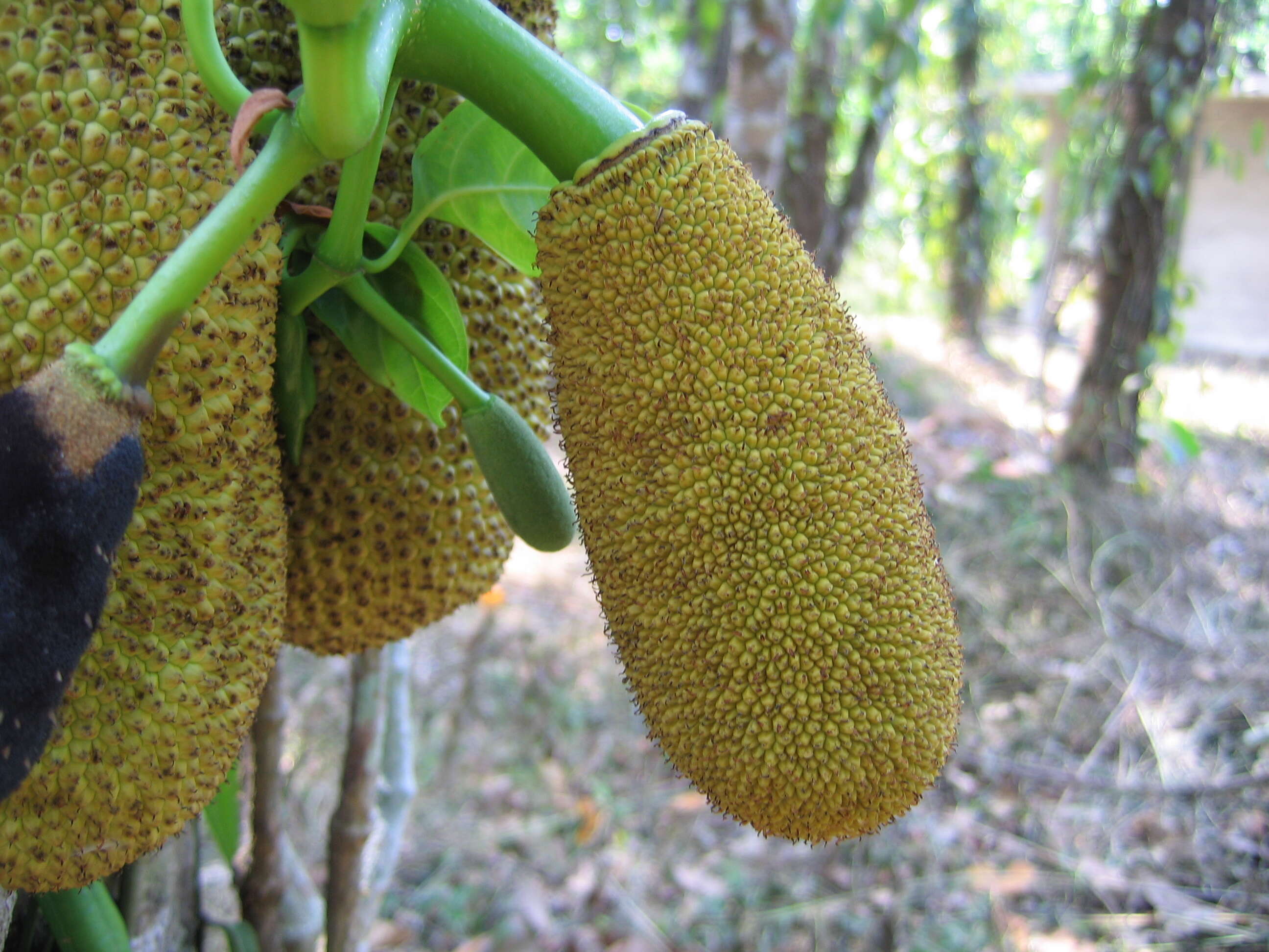 Image of jackfruit