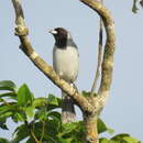 Image of Black-faced Tanager