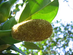 Image of jackfruit